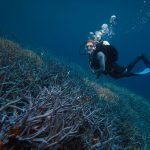 A race to restore the world’s coral reefs A race to restore the world’s coral reefs